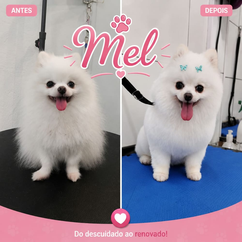 Antes e depois do banho e tosa de Mel