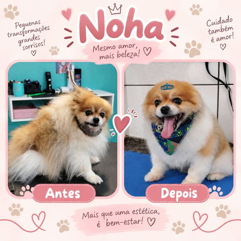 Antes e depois do banho e tosa de Noha