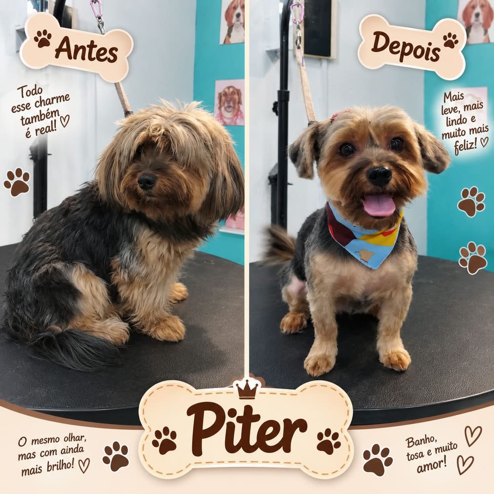 Antes e depois do banho e tosa de Piter