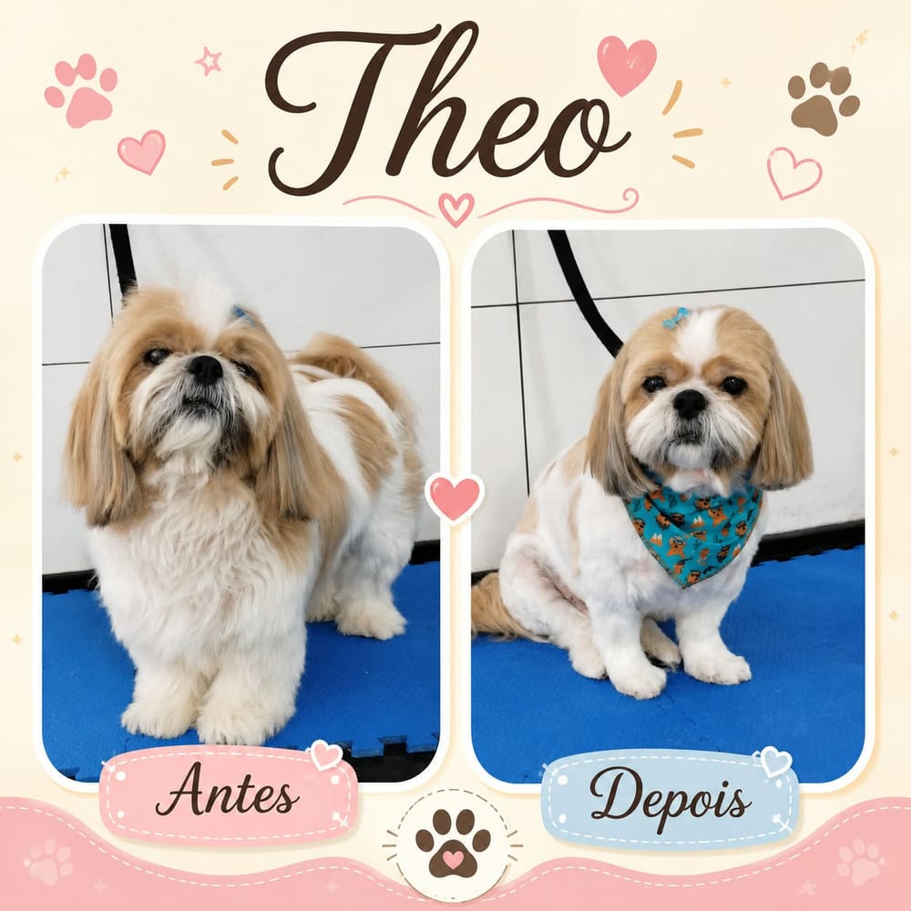 Antes e depois do banho e tosa de Theo