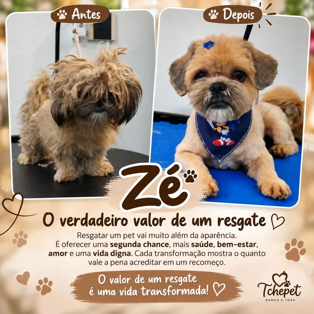 Antes e depois do banho e tosa de Zé